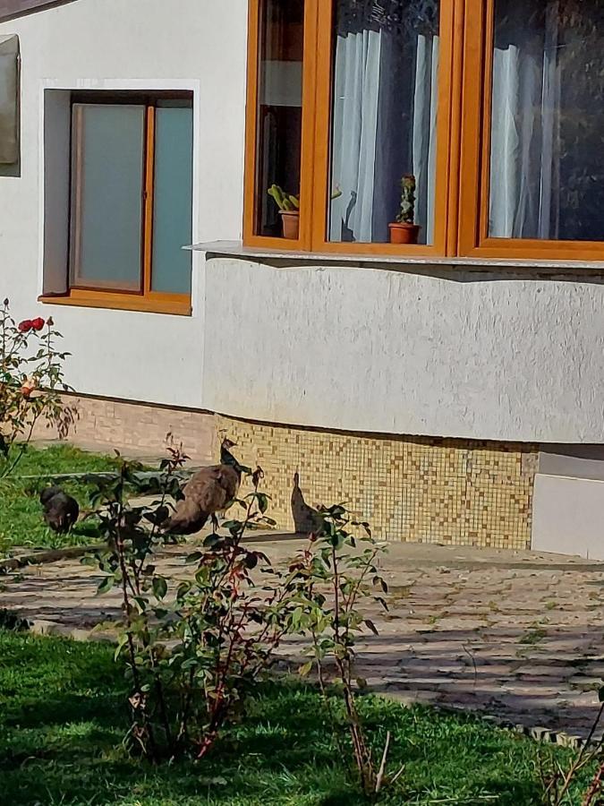 Pensiunea Vera Rîşnov المظهر الخارجي الصورة